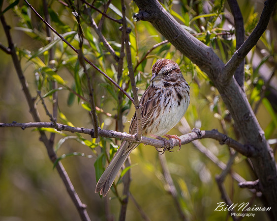 Sparrow - 2021