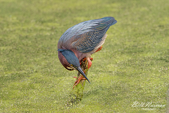Green Heron - Sheldon Marsh (1) - 2021