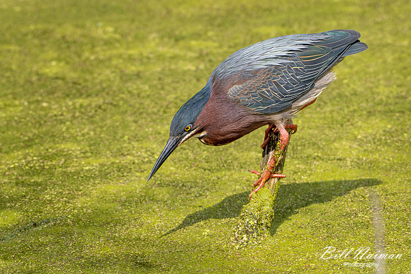 Green Heron - Sheldon Marsh (2) - 2021