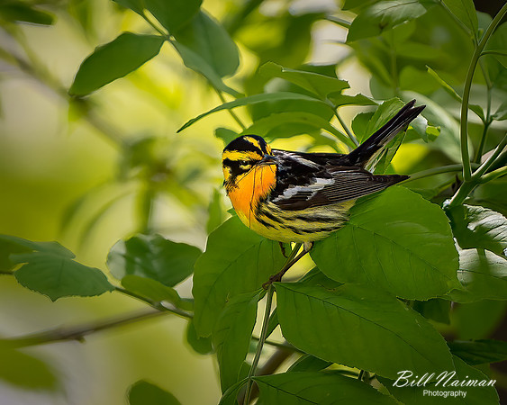 Blackburnian Warbler- Magee Marsh - 2021