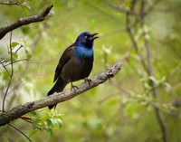 Common Grackle - Magee Marsh - 2021