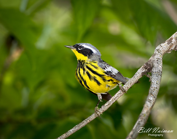 Magnolia Warbler - Magee Marsh (1) - 2021