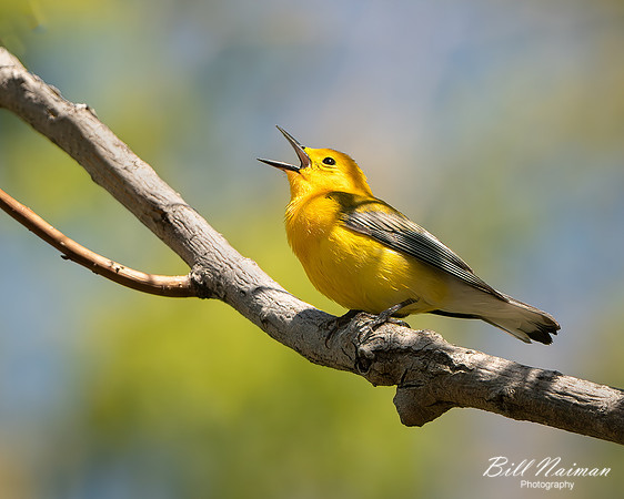 Prothonotary Warbler - Magee Marsh - 2021
