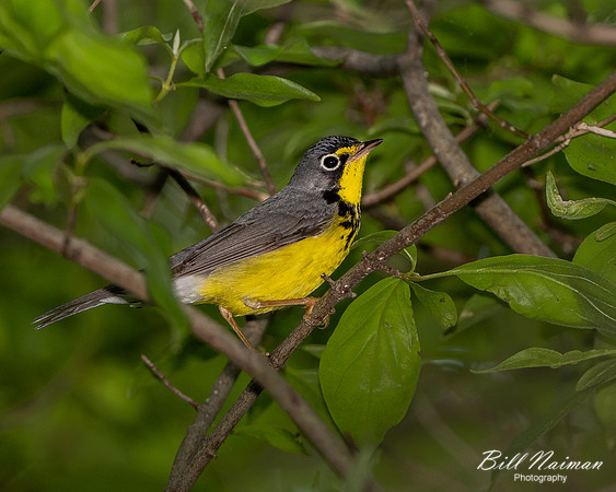 Canada Warbler - Magee Marsh (1) - 2021