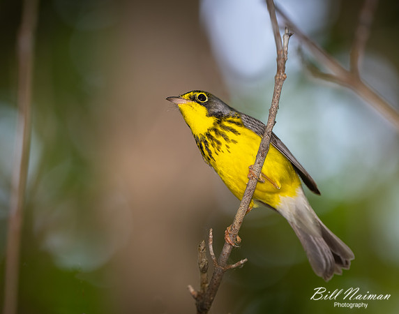 Canada Warbler - Magee Marsh (2) - 2021