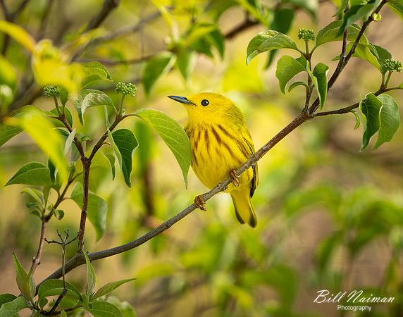 Yellow Warbler - Magee Marsh - 2021