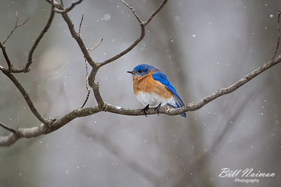 Bluebird in Snow - Medina Marsh - 2021