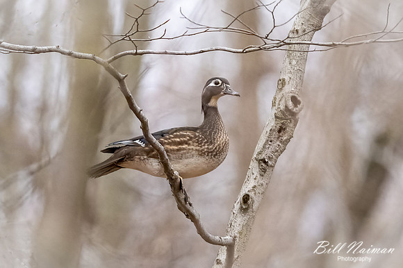 Wood Duck female - Medina Marsh - 2021