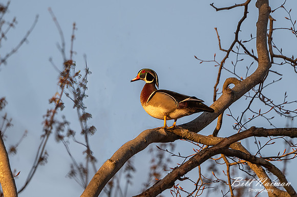 Wood Duck male - Medina Marsh - 2021