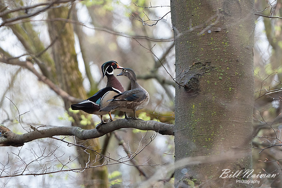 Wood Duck pair- Medina Marsh - 2021- Medina Marsh - 2021