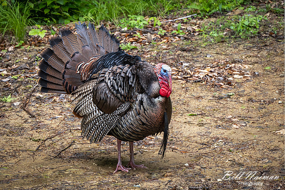 Wild Turkey male - Medina Marsh - 2021