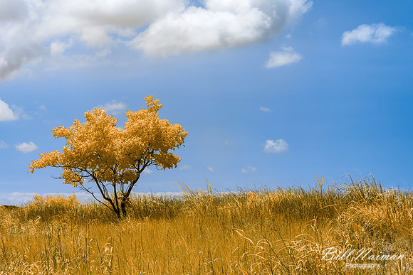 Mentor Headlands Beach - Infrared Faux Color 590nm