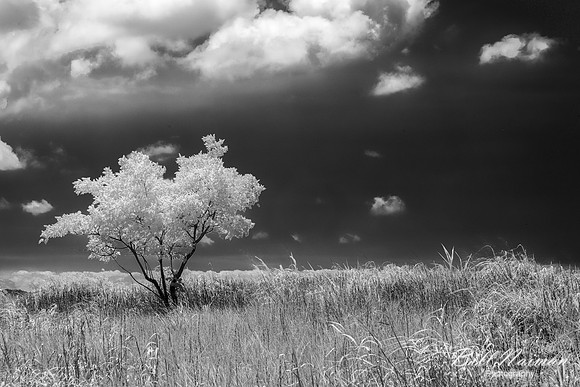 Mentor Headlands Beach - Infrared Faux Color (1)