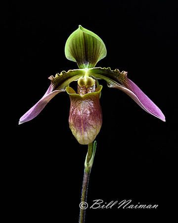 Slipper Orchid - Paphiopedilum 2018 (2)