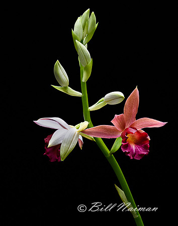 Orchid - not identified