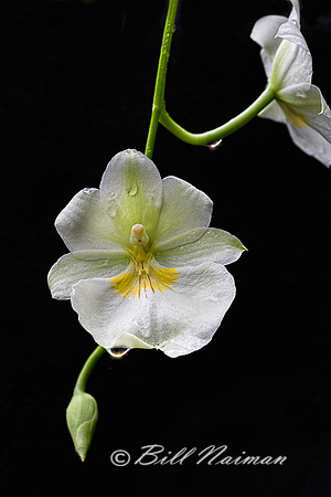 Pansy Orchid - Miltonia 2017