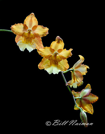 Orchid - Not yet Identified 2018
