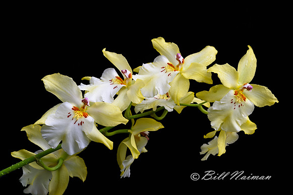 Orchid - Not Yet Identified - 2017