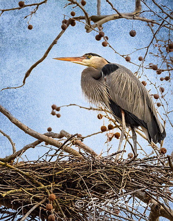 Blue Heron - Textured
