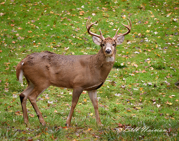 White Tail Buck (3) - 8 Points