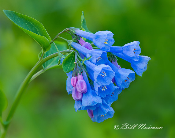 Bluebells (1)