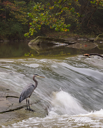 Blue Heron (2) - David Fortier Park