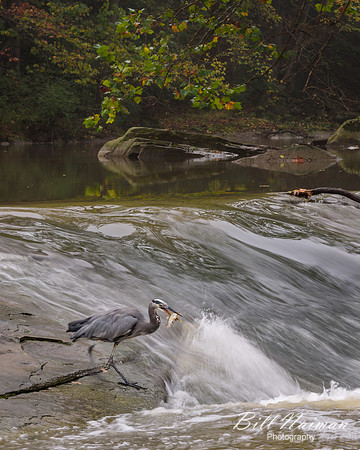 Blue Heron (3) - David Fortier Park
