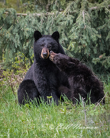 Black Bear Cub with Mother