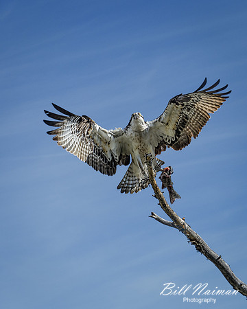 Osprey with Fish (1)