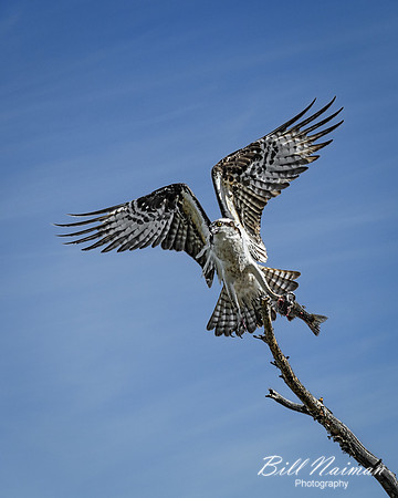 Osprey with Fish (2)