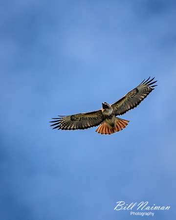 Red Tail Hawk - 2017 (2)