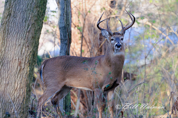 White Tail Buck (6) - 6 Points