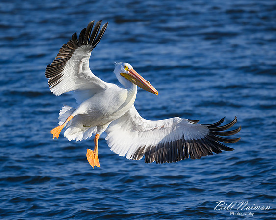 Pelican Landing Mississippi River-2025_01_09-7137