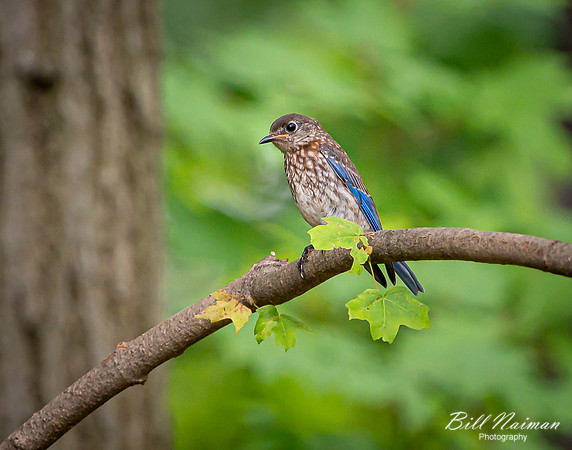 Bluebird (3)