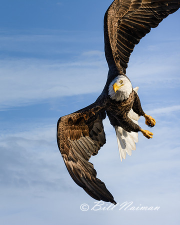 Bald Eagle - Ready to Strike