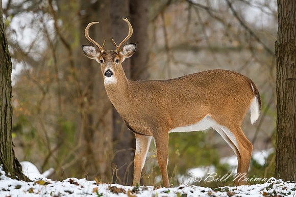 White Tail Buck (8) - 6 Points