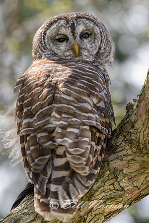 Barred Owl 2