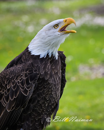 Bald Eagle 1