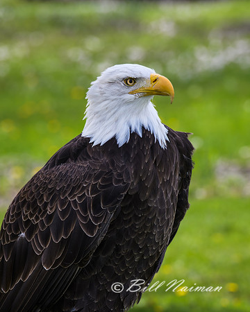 Bald Eagle 2