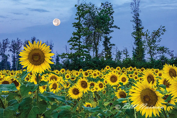 Sunflowers - Prayers from Maria (1)