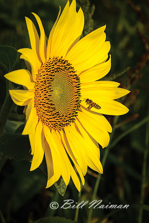 Sunflower with Bee - Prayers from Maria (3)