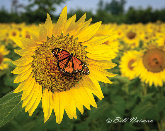Sunflowers - Prayers from Maria (2)