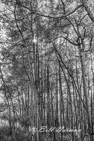 Aspen Trees with Sunburst (2) - Grand Teton