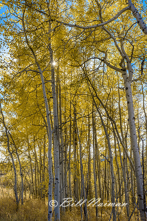 Aspen Trees with Sunburst (1) - Grand Teton