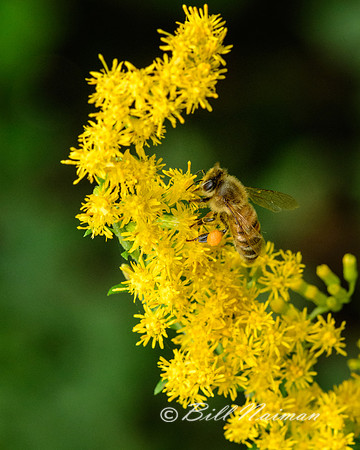 Bee with Goldenrod