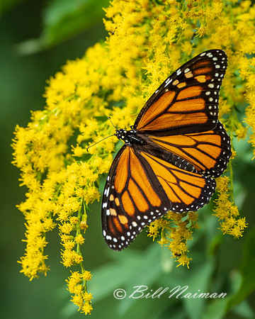Monarch Butterfly with Goldenrod (1)