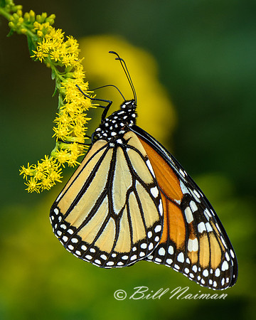Monarch Butterfly with Goldenrod (2)