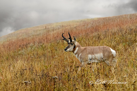 Custer State Park Fall 2018 Pronghorn (1)