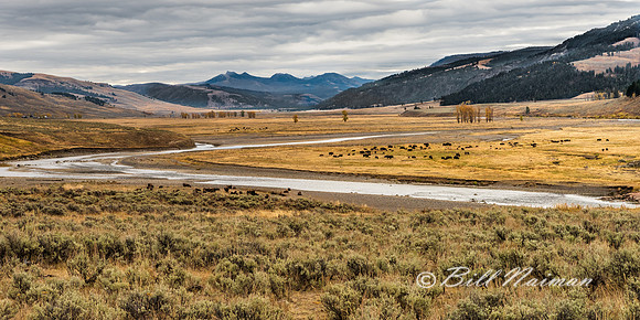 Yellowstone 2018- Lamar Valley (1)