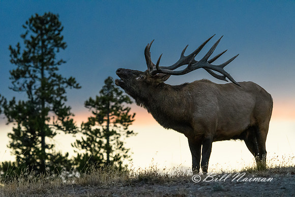 Yellowstone 2018 - Elk (1) Bugling